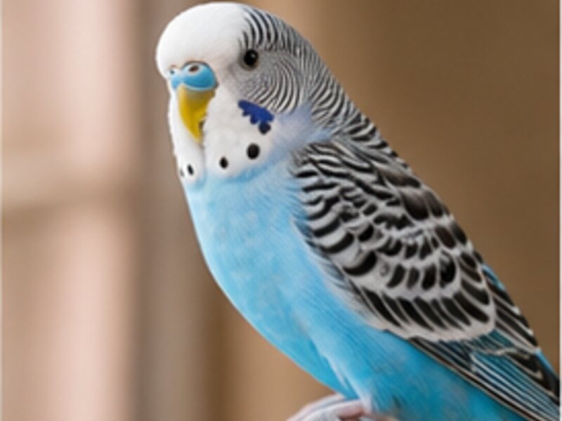 Blue parakeet